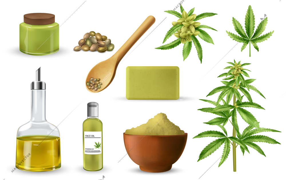 Realistic cannabis icon set plant, type of leaves and different uses of plant such as cosmetic and edible oil vector illustration