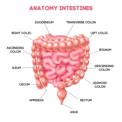 Human intestine anatomy diagram with duodenum ileum cecum jejunum appendix rectum anus areas realistic vector illustration