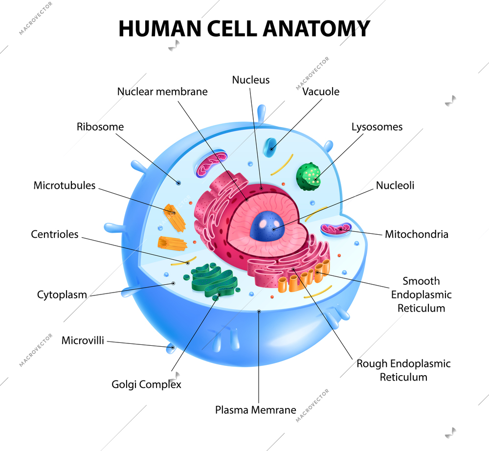 Realistic human cell anatomy diagram infographic poster vector illustration