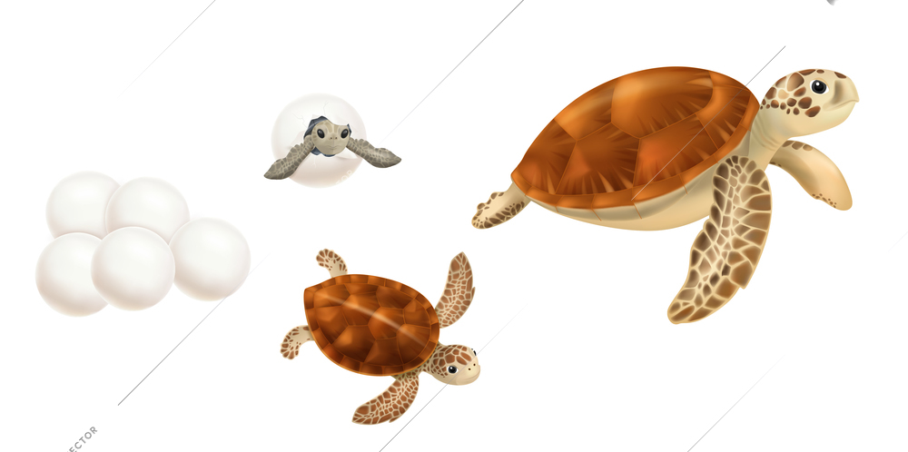 Sea turtles realistic set with eggs hatching baby juvenile and adult isolated against white background vector illustration