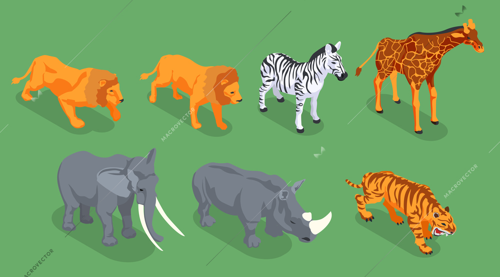 Isometric safari icon set with two lions zebra giraffe rhinoceros elephant and tiger vector illustration