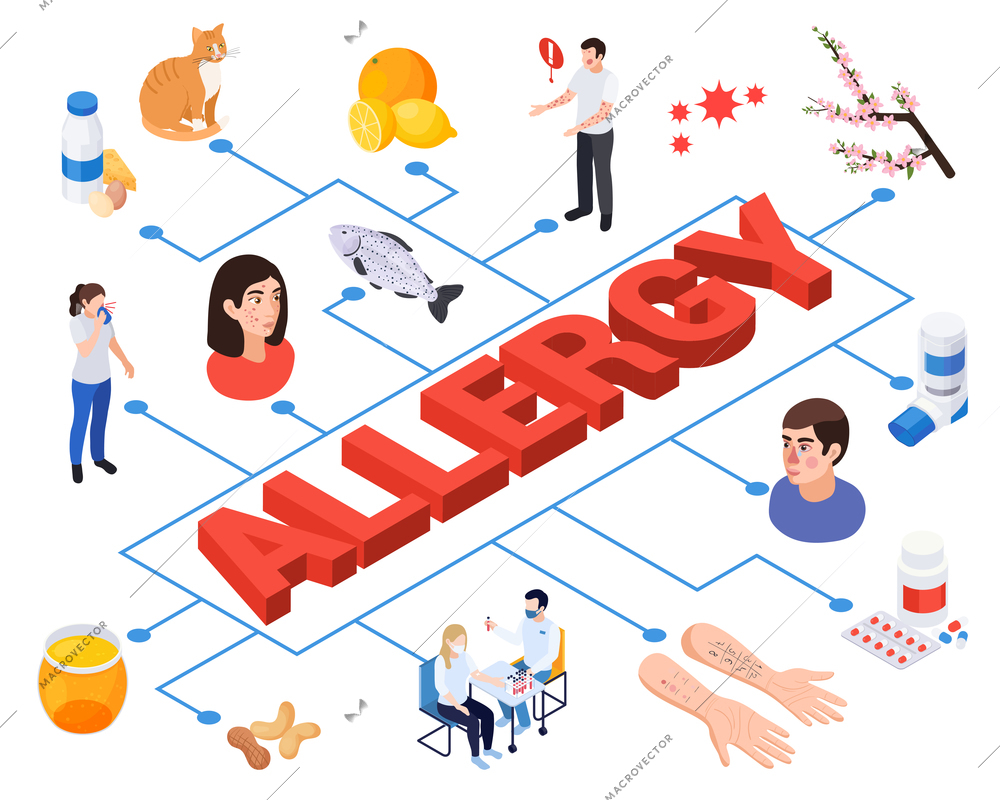 Allergy symptoms isometric composition with text surrounded by isolated icons of allergens sick people in flowchart vector illustration