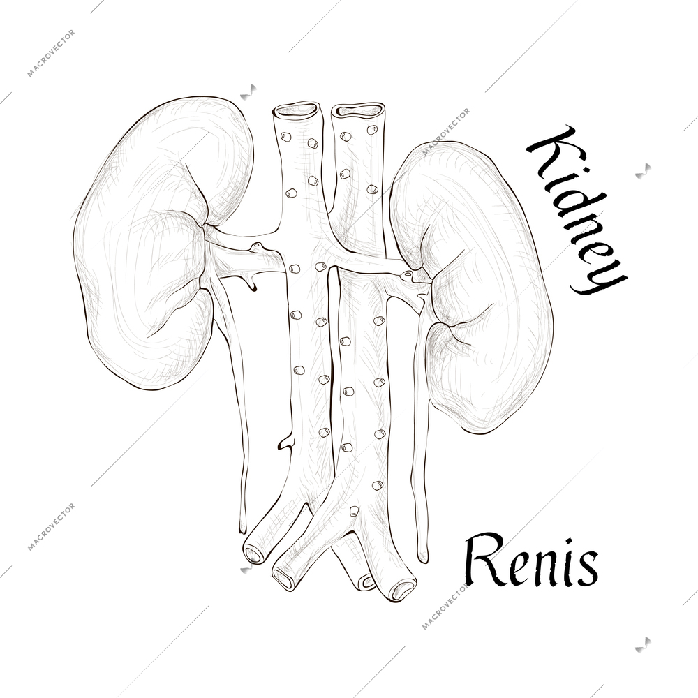 Human organs sketch composition with isolated hand drawn style image on blank background vector illustration