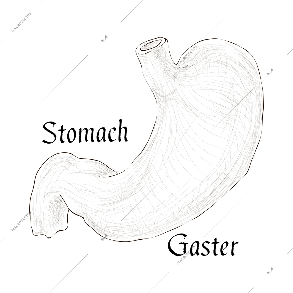 Human organs sketch composition with isolated hand drawn style image on blank background vector illustration