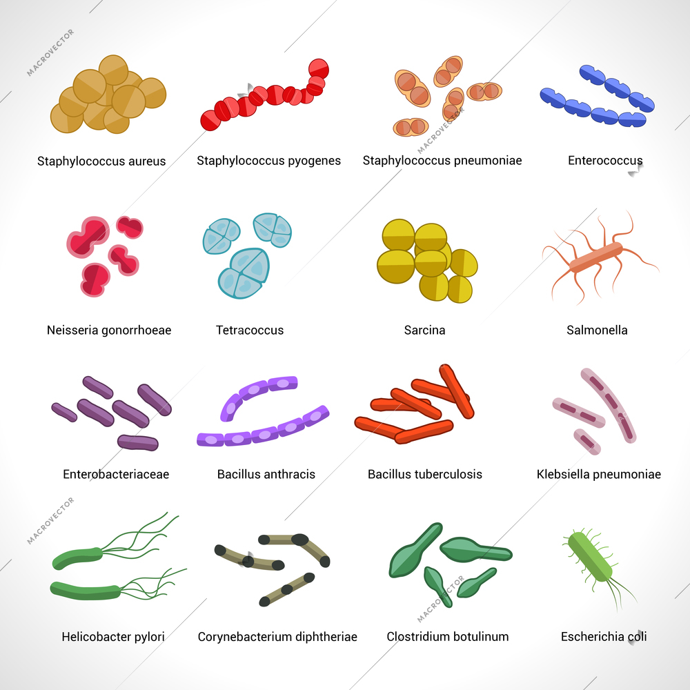 Human intestinal and lungs inflammatory diseases bacteria colony icons set of salmonella tuberculosis abstract isolated vector illustration