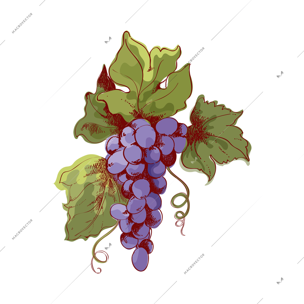 Wine composition with colored hand drawn style image on blank background vector illustration