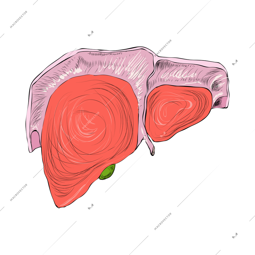 Human organs composition with isolated colored image of internal organ on blank background vector illustration