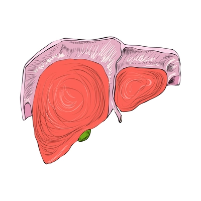 Human organs composition with isolated colored image of internal organ on blank background vector illustration