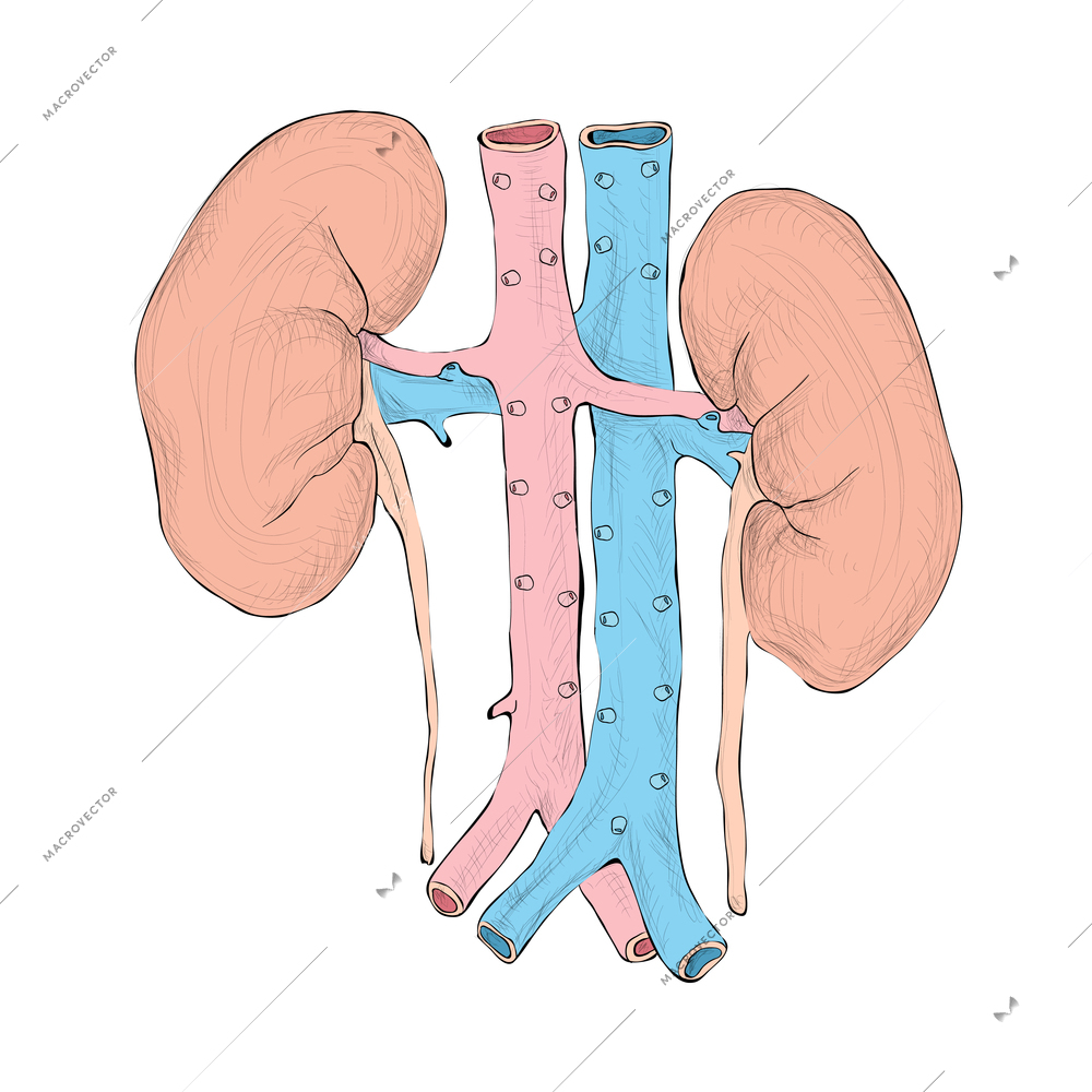 Human organs composition with isolated colored image of internal organ on blank background vector illustration
