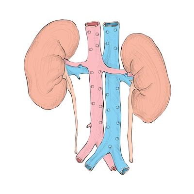 Human organs composition with isolated colored image of internal organ on blank background vector illustration