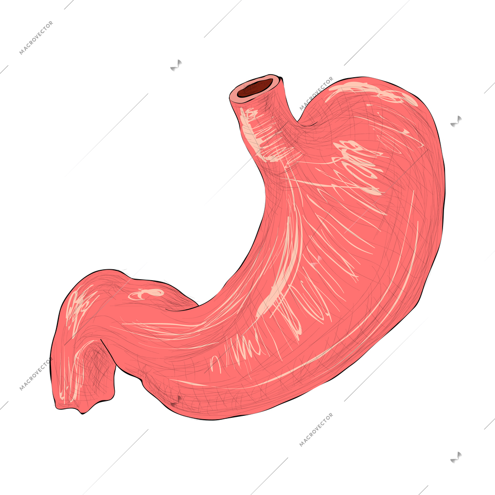 Human organs composition with isolated colored image of internal organ on blank background vector illustration