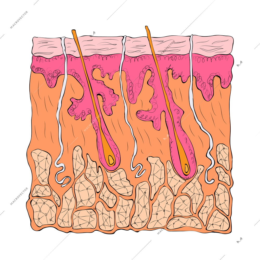 Human organs composition with isolated colored image of internal organ on blank background vector illustration