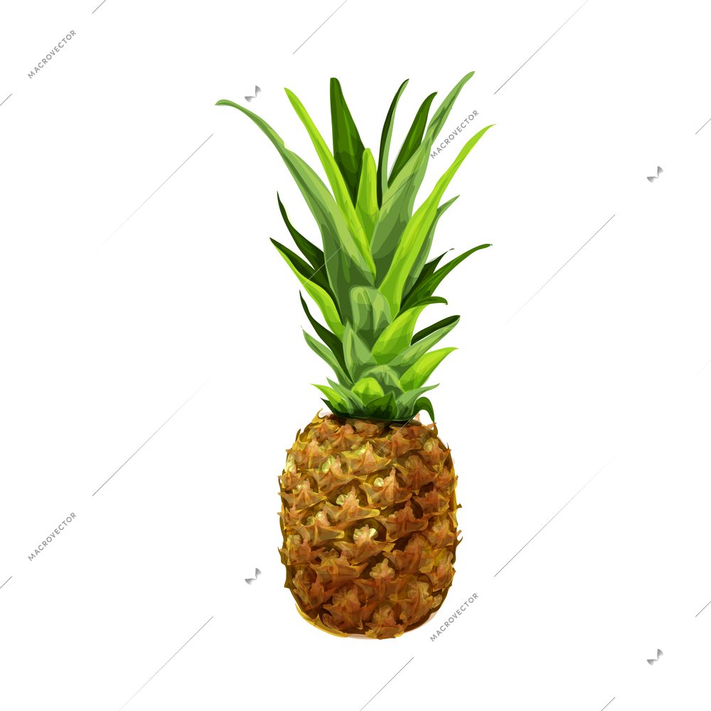 Fresh tropical organic fruits composition with isolated hand drawn sketch style image of fruit vector illustration