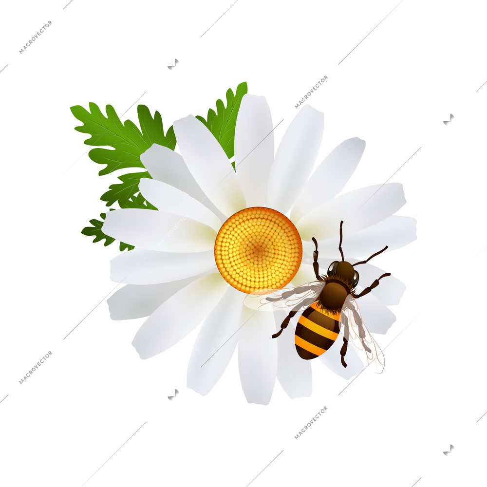 Honey composition with isolated realistic agriculture icon on blank background vector illustration