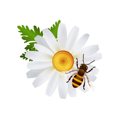 Honey composition with isolated realistic agriculture icon on blank background vector illustration