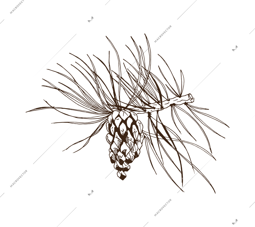 Pine branches monochrome composition with isolated hand drawn style monochrome image vector illustration