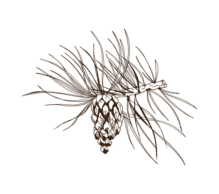 Pine branches monochrome composition with isolated hand drawn style monochrome image vector illustration