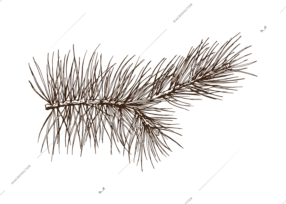 Pine branches monochrome composition with isolated hand drawn style monochrome image vector illustration