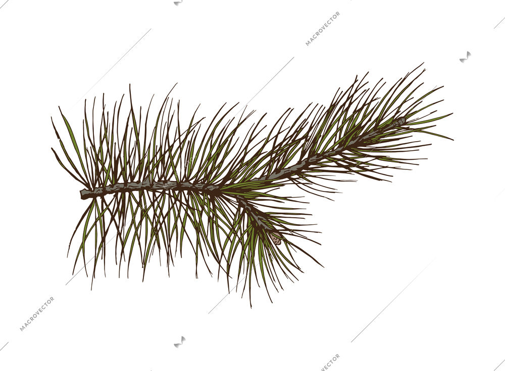 Pine branches color composition with isolated hand drawn style colorful image vector illustration