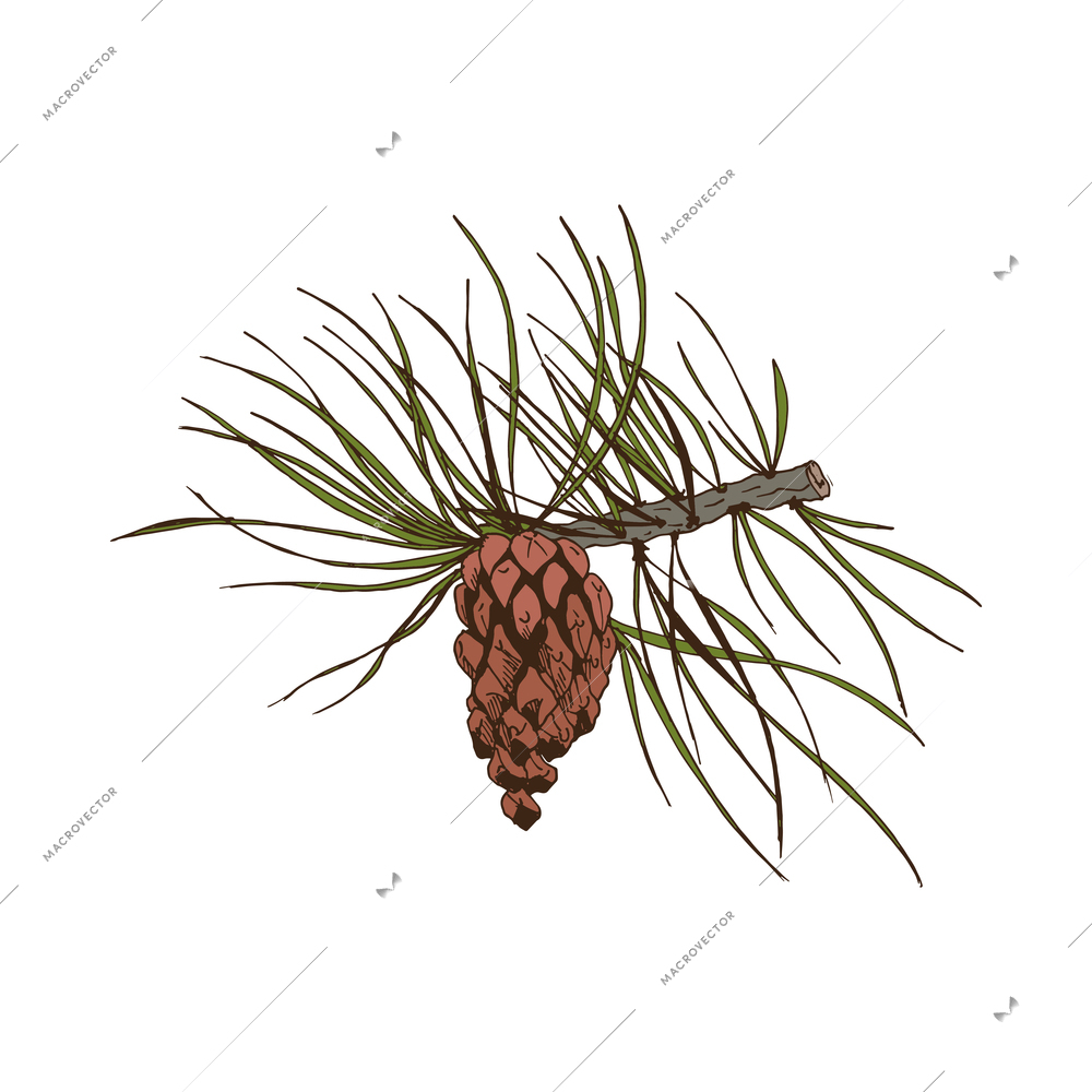 Pine branches color composition with isolated hand drawn style colorful image vector illustration