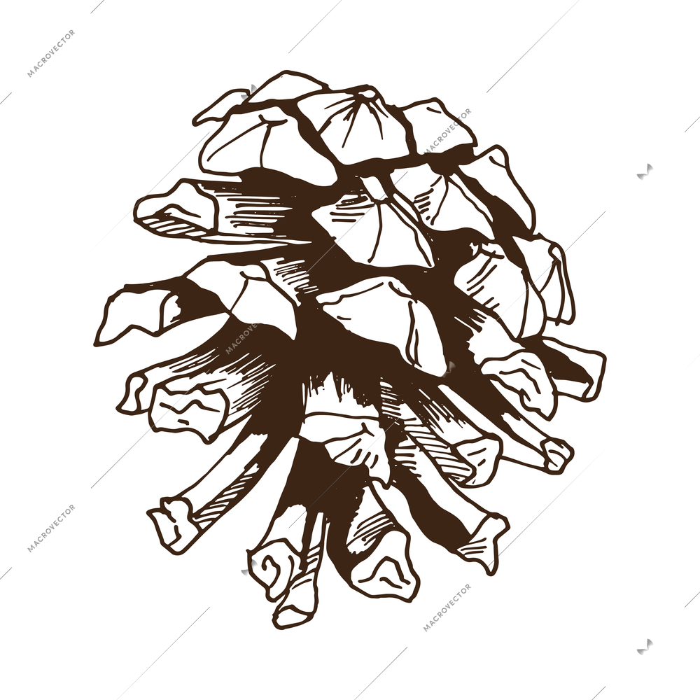 Pine branches monochrome composition with isolated hand drawn style monochrome image vector illustration