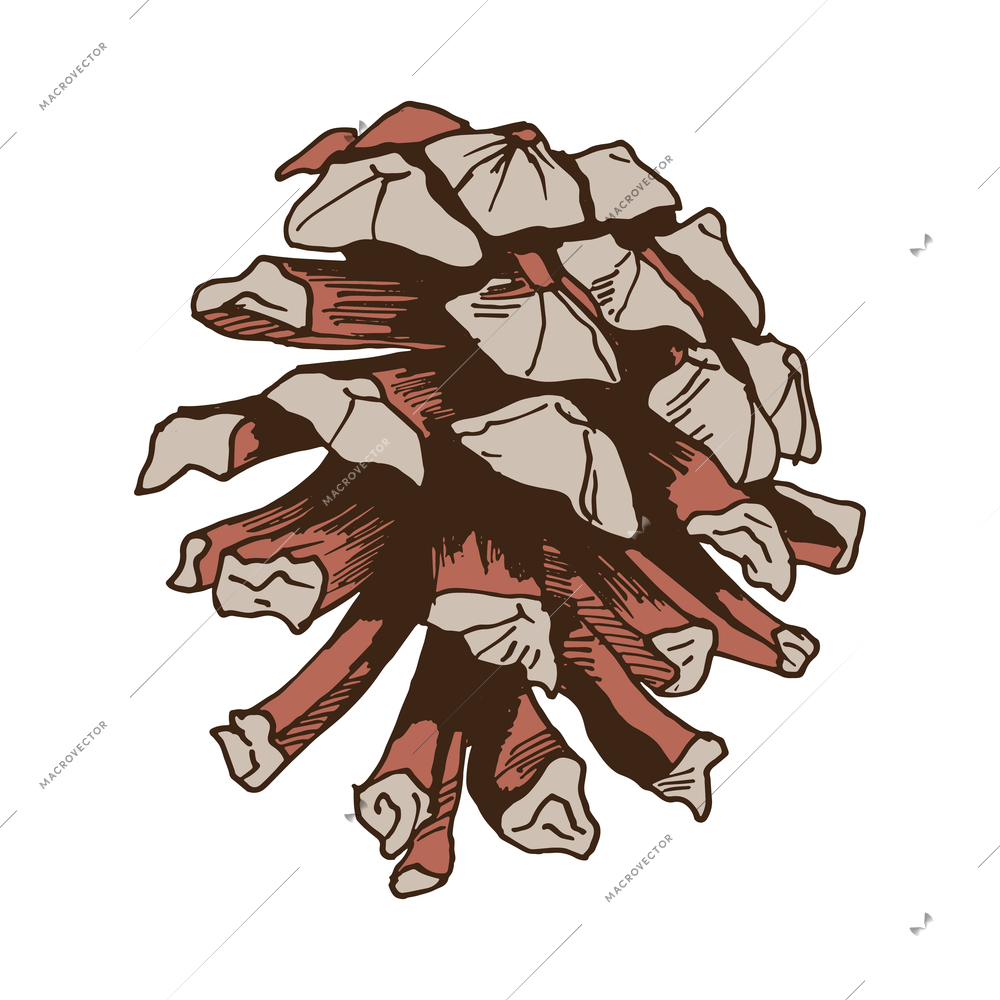 Pine branches color composition with isolated hand drawn style colorful image vector illustration