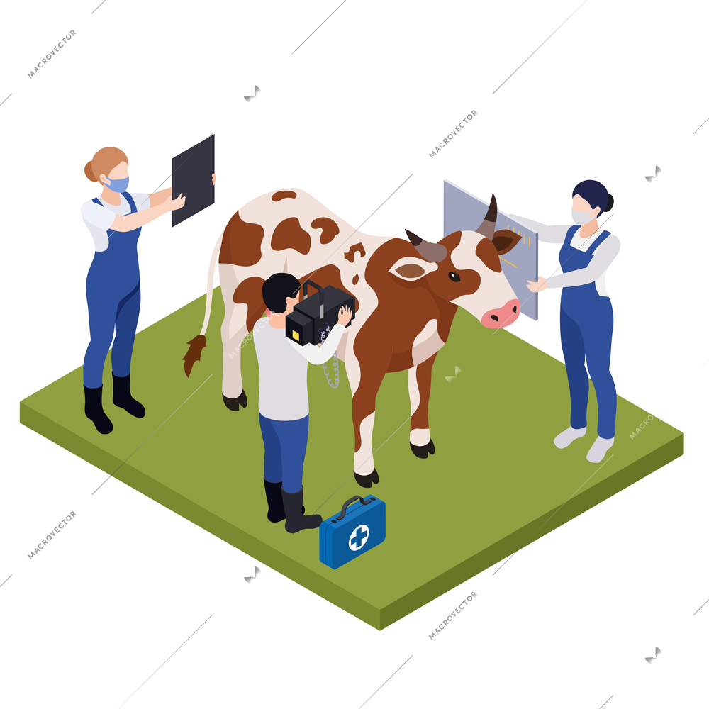Farm animals livestock veterinary isometric composition with cow surrounded by characters of vets performing health examination vector illustration
