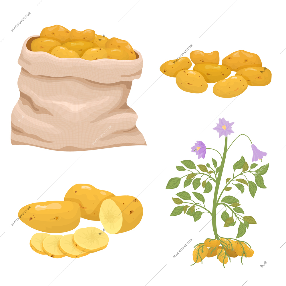 Potato flat set with isolated icons of ripe potatoes sliced packed into sack with potato plant vector illustration