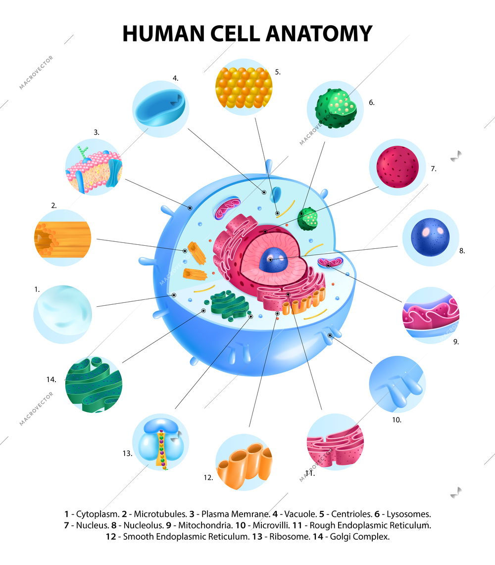 Human cell anatomy realistic infographics with labelled educational diagram on white background vector illustration