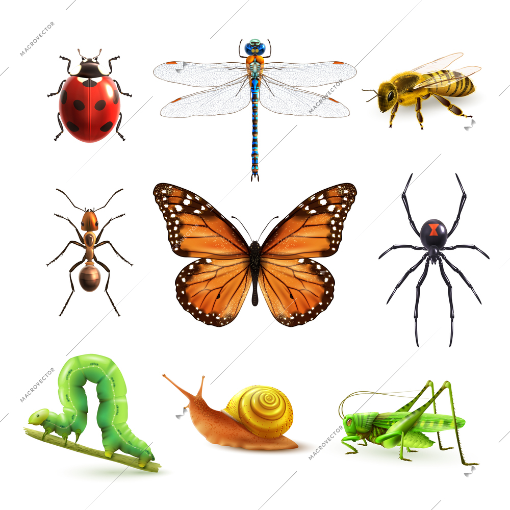 Insects realistic colored decorative icons set with ladybug snail wasp isolated vector illustration