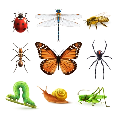 Insects realistic colored decorative icons set with ladybug snail wasp isolated vector illustration