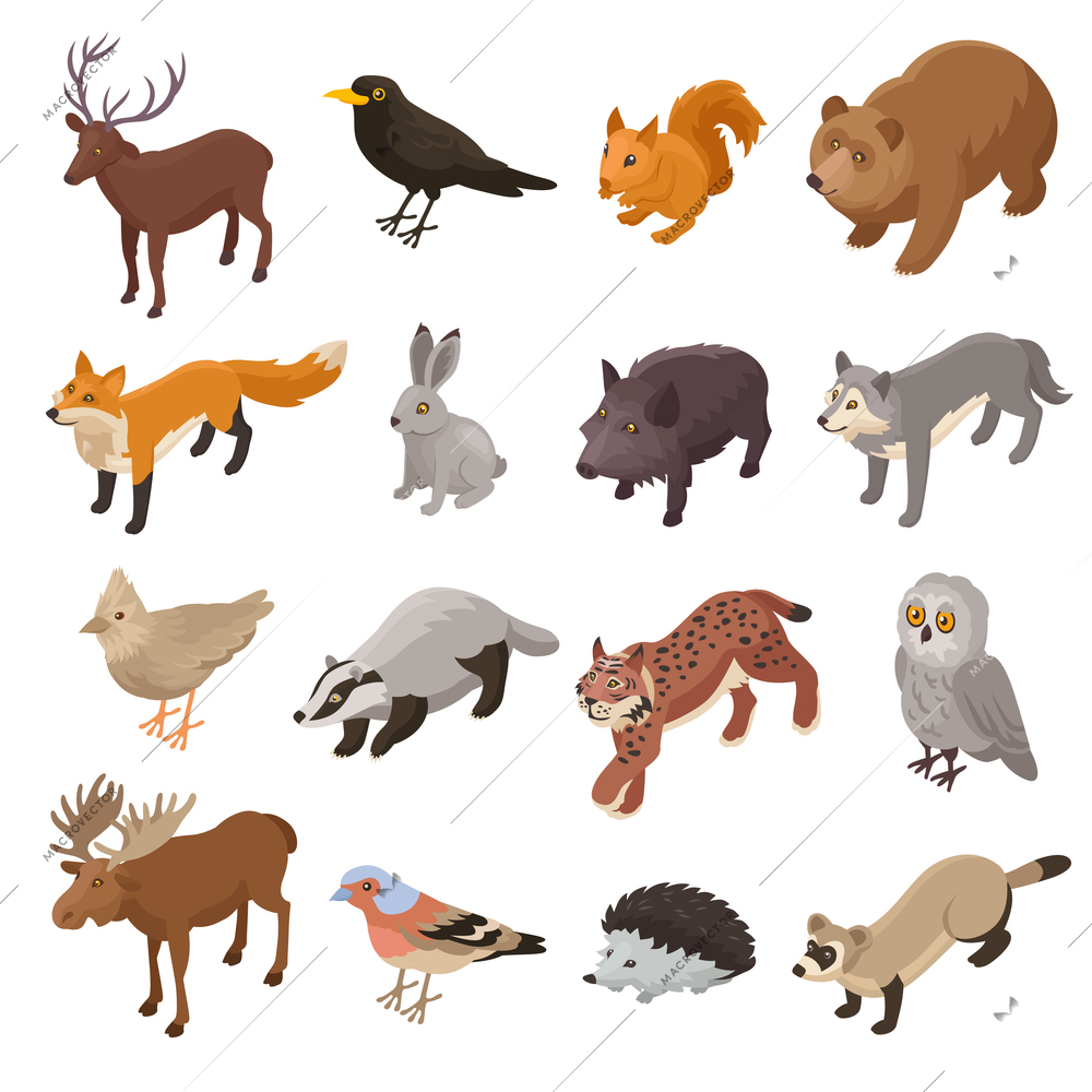 Isometric forest animal set with isolated icons of wild fauna representatives with birds on blank background vector illustration