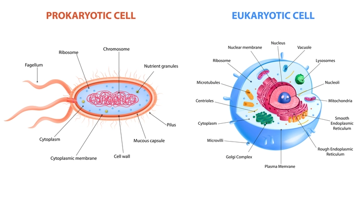 Realistic eukaryotic and prokaryotic cells anatomy infographic poster with two labelled diagrams vector illustration