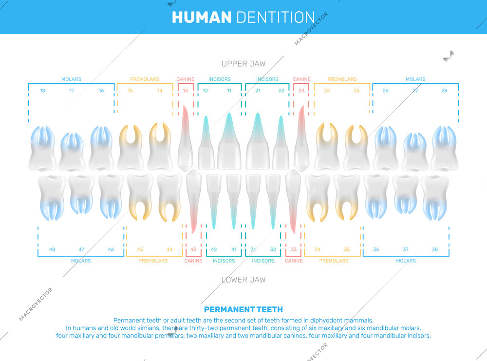 Human teeth realistic infographics with editable text captions and schemes of jaws rows with color code vector illustration