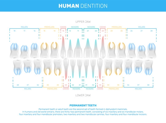 Human teeth realistic infographics with editable text captions and schemes of jaws rows with color code vector illustration