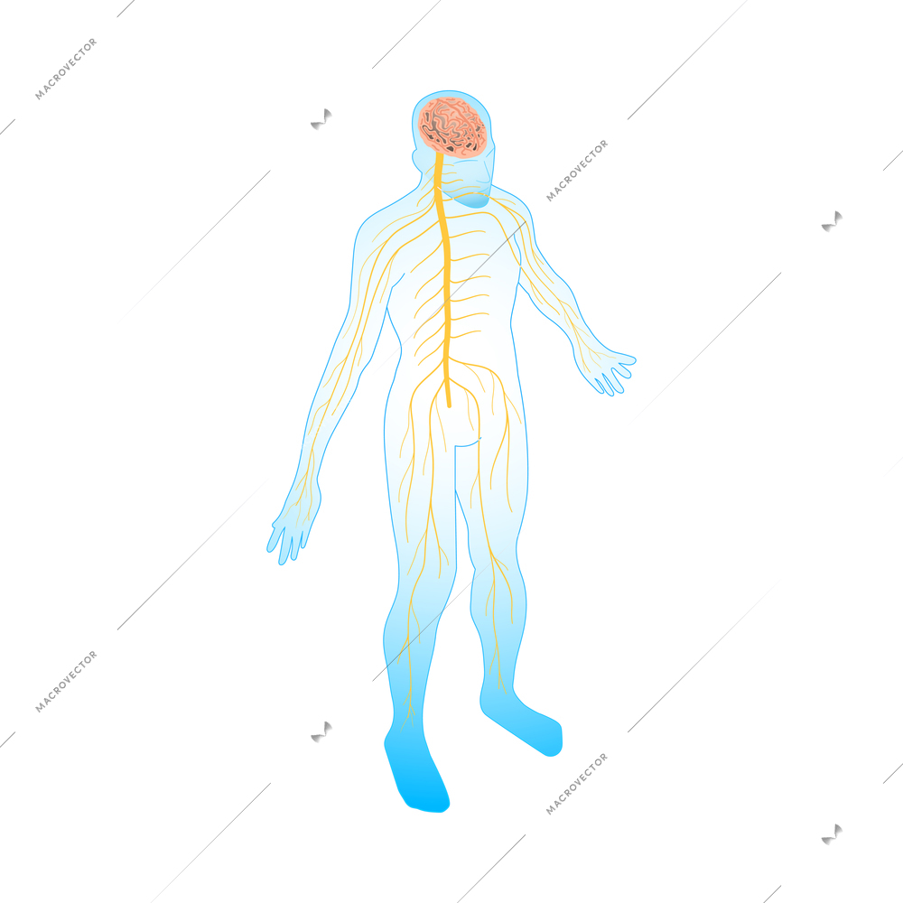 Neurology and neural surgery isometric composition with medical innovations isolated image vector illustration