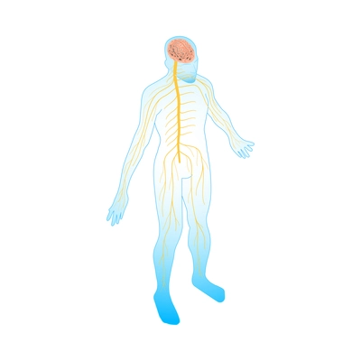 Neurology and neural surgery isometric composition with medical innovations isolated image vector illustration