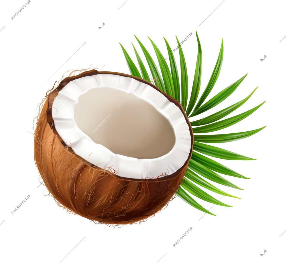 Coconut realistic composition with ripe exotic fruit part isolated on blank background vector illustration