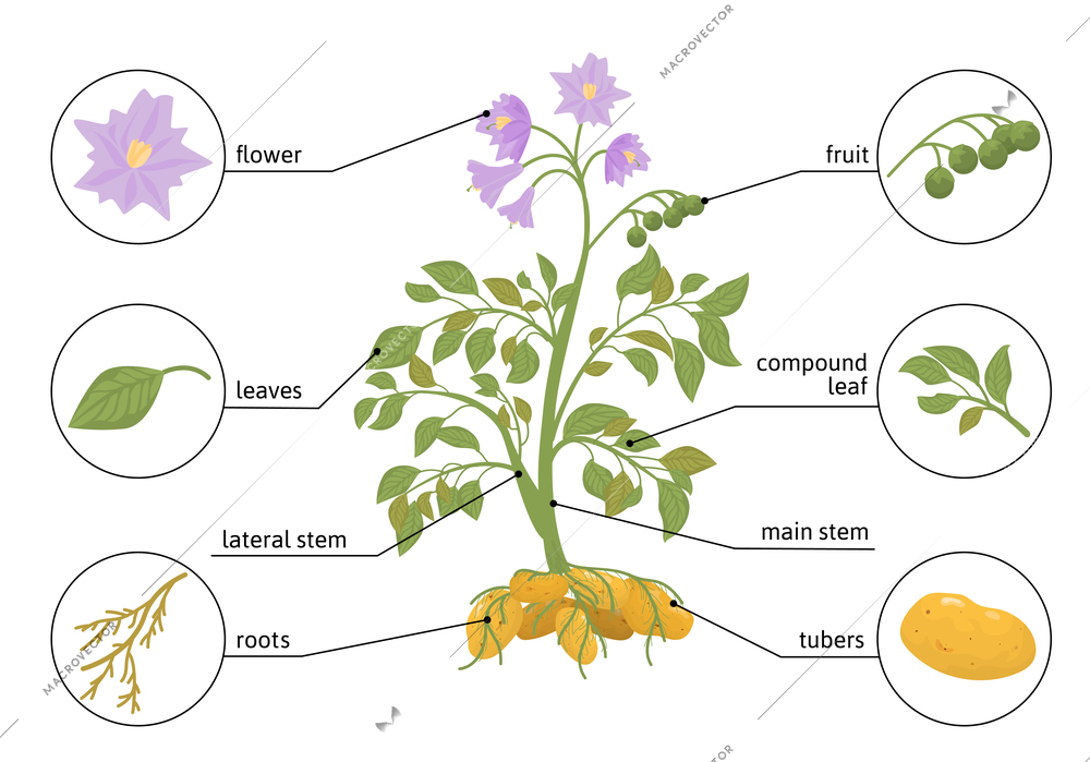 Potato flat infographics with view of full plant with text captions and round compositions of parts vector illustration