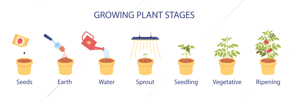 Growing plant stages infographics illustrating seeds earth water sprout seedling vegetative ripening flat icons vector illustration