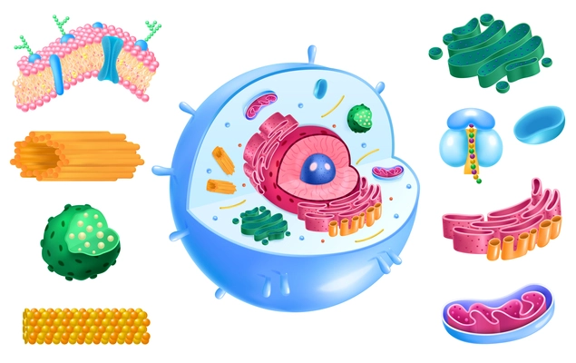 realistic animal cell