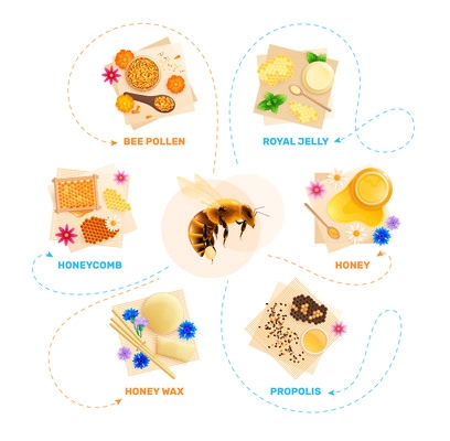 Beekeeping products flat infographics with realistic image of bee surrounded by honeycomb propolis jellies with text vector illustration
