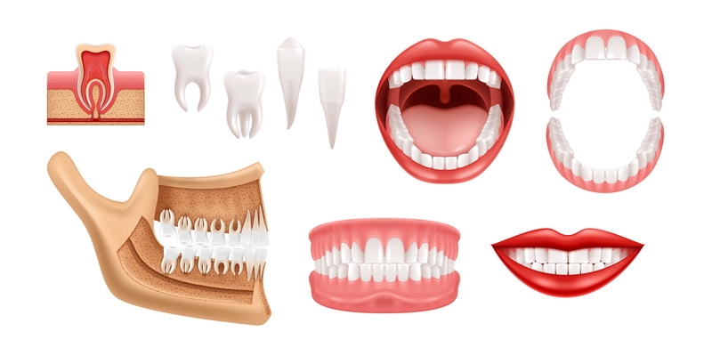 Human teeth realistic set of isolates icons with anatomic jaws and single tooth images with gum vector illustration