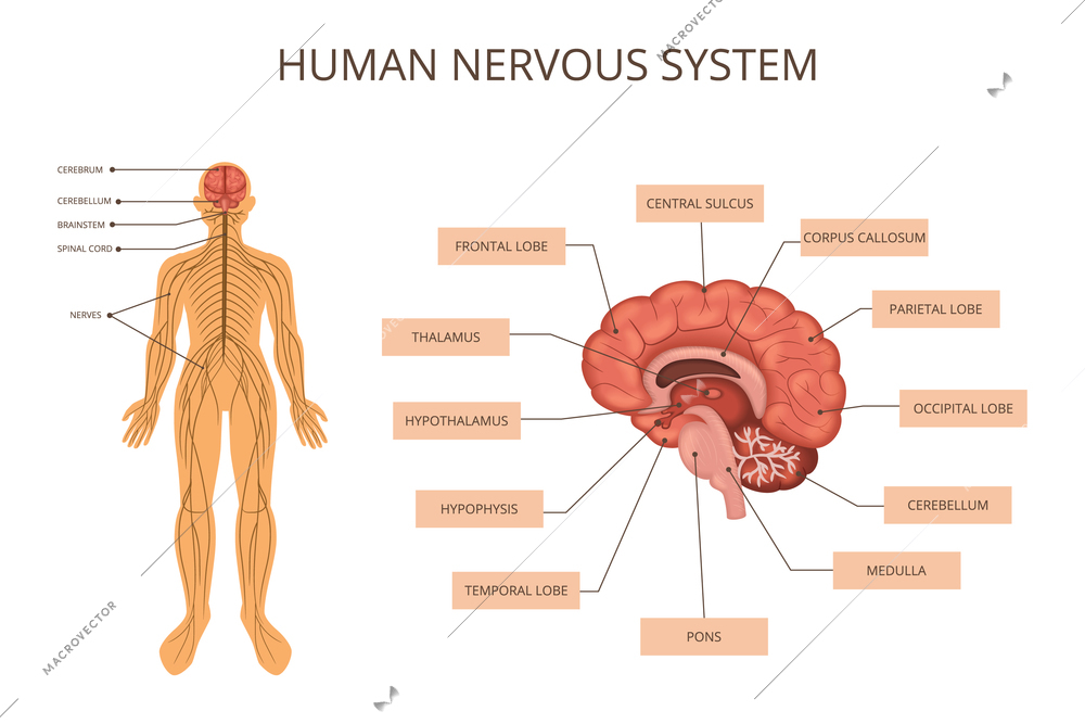 Human body organ systems infographic with nervous system description human body and description of what is in the brain vector illustration