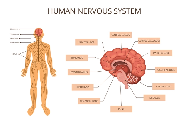 Human body organ systems infographic with nervous system description human body and description of what is in the brain vector illustration