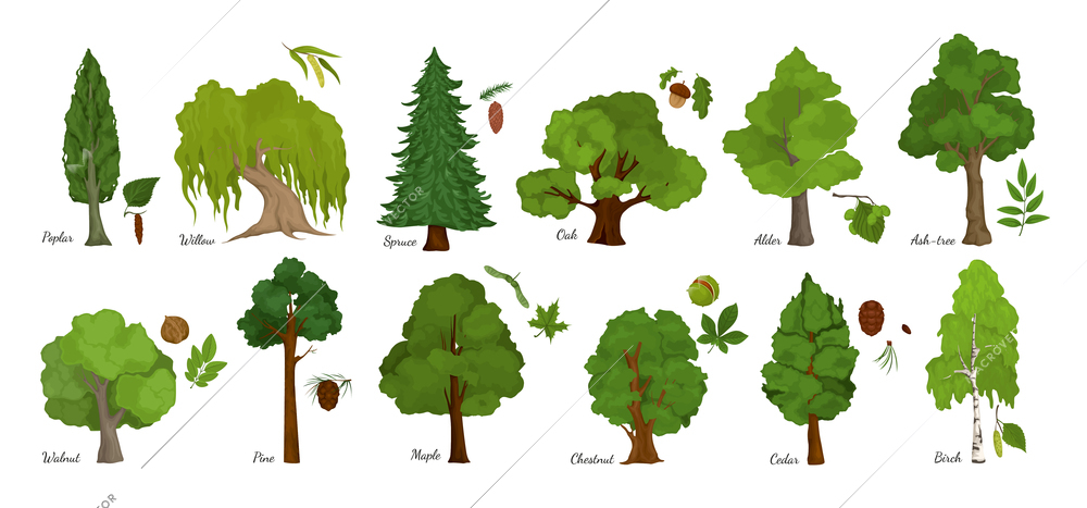 Tree leaf seed set with isolated icons of various kinds of trees with seeds and text vector illustration