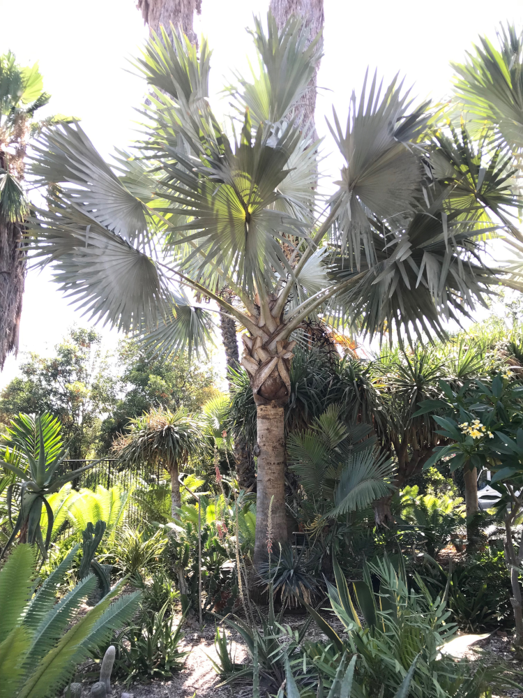 ENH260/ST101: Bismarckia nobilis: Bismarck Palm