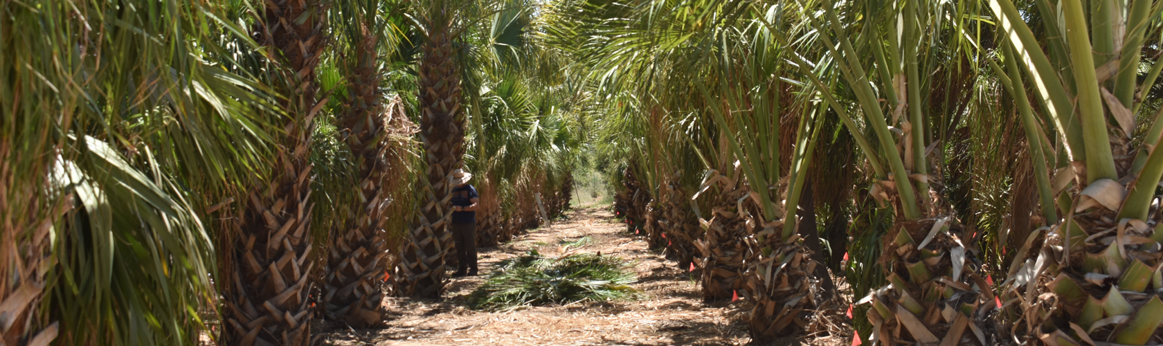 Row of Sabal palm trees at Madera grove