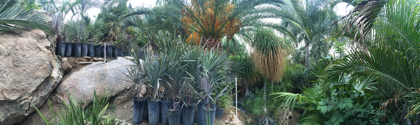 Various palm trees and cycads at Madera Palms nursery