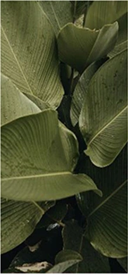 Green foliage